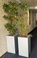 Hydrocultuur planten/ kamerplanten, Ophalen of Verzenden, Overige soorten, Minder dan 100 cm