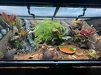 Compleet paludarium met kikkers!, Dieren en Toebehoren, Ophalen, Zo goed als nieuw, Terrarium of Paludarium