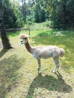 Alpaca hengst ter dekking, Dieren en Toebehoren, Overige Dieren, Juli, Mannelijk