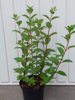 pluimhortensia hydrangea pan sundae fraise, Zomer, Vaste plant, Overige soorten, Ophalen