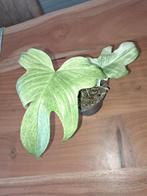 Philodendron florida ghost kamerplant, Huis en Inrichting, Kamerplanten, Ophalen of Verzenden