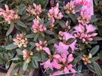 Rhododendron te koop, Tuin en Terras, Planten | Tuinplanten, Ophalen of Verzenden