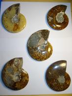 5 Stuks Ammoniet cleoniceras, Aioloceras besairiei., Verzamelen, Mineralen en Fossielen, Ophalen of Verzenden, Fossiel
