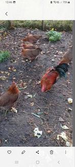 5 Welsumer Kippen, Dieren en Toebehoren, Pluimvee, Vrouwelijk, Kip