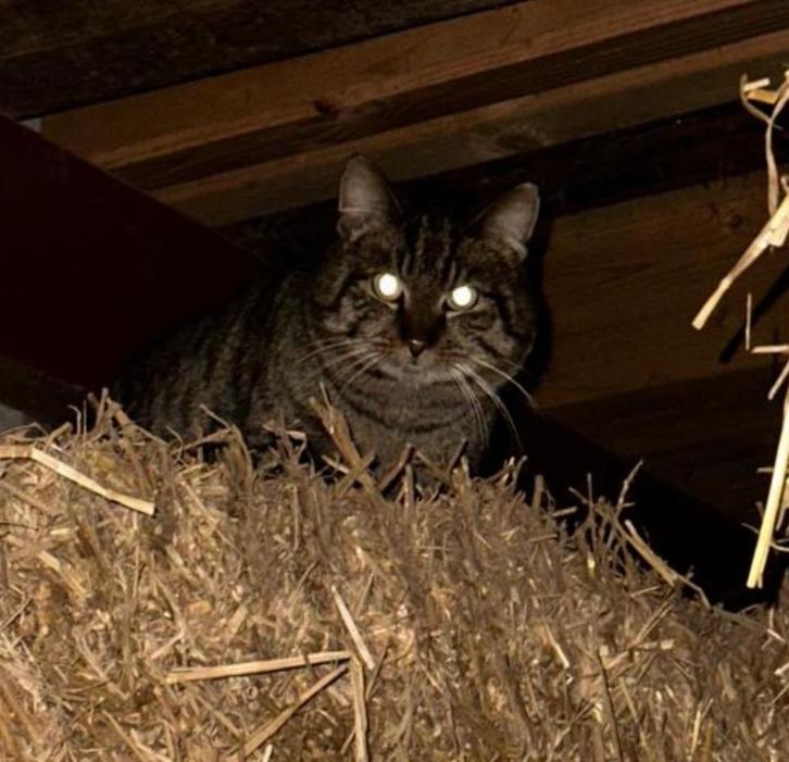 Boerderijkatten/buitenkatten zoeken een fijne plek buitenaf, Dieren en Toebehoren, Katten en Kittens | Overige Katten, Kortharig