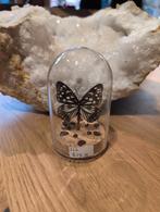 Opgezette Vlinder in Stolp - De Schatkelder, Antiek en Kunst, Curiosa en Brocante, Ophalen of Verzenden