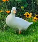 Witte Hollandse kwakers beschikbaar, Dieren en Toebehoren, Meerdere dieren, Eend