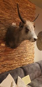 Stier Wanddecoratie Hongaars stepperund, Ophalen of Verzenden, Nieuw
