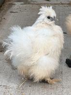5x zijdehoen kriel, Dieren en Toebehoren, Meerdere dieren, Kip