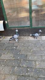 Takla duiven, Meerdere dieren, Overige soorten