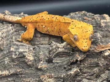 Correlophus ciliatus - Wimpergekko beschikbaar voor biedingen