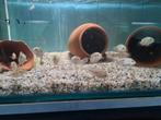 Jack Dempsey Cichliden, Rocio Octofasciata, Vis, Zoetwatervis