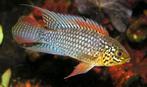 Apistogramma sp. Xingu - (Man+Vrouw) -  Zuid Amerika., Vis