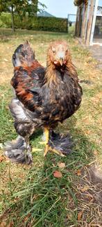 Mooie, lieve jonge Brahma hanen, Dieren en Toebehoren, Pluimvee, Mannelijk, Kip