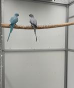 Opaline bont halsband parkiet halsbandparkiet kweekkoppel, Meerdere dieren, Parkiet
