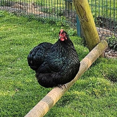 Broedeieren orpington kriel, Dieren en Toebehoren, Pluimvee