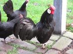 kippen, Dieren en Toebehoren, Pluimvee, Mannelijk, Kip