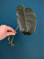 Philodendron Burle Marx, Huis en Inrichting, Kamerplanten, Ophalen of Verzenden, Halfschaduw, Minder dan 100 cm