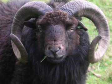 Ouessant schapen - Fraaie stamboekrammen komend dekseizoen beschikbaar voor biedingen