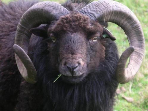 Ouessant schapen - Fraaie stamboekrammen komend dekseizoen, Dieren en Toebehoren, Schapen, Geiten en Varkens, Schaap, Meerdere dieren