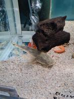 Bagarius Bagarius, duivelsmeerval, meerval, Dieren en Toebehoren, Vis, Zoetwatervis