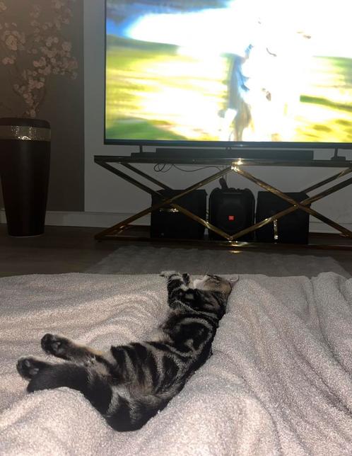 TIJGER kitten (Meisje) heel mooi getekend., Dieren en Toebehoren, Katten en Kittens | Overige Katten, Poes