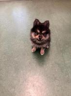 Pomsky’s, Overige rassen, 8 tot 15 weken, CDV (hondenziekte), Meerdere