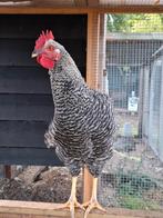 Mooie haan, Dieren en Toebehoren, Mannelijk, Kip