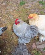 Te koop Cochin hanen, Dieren en Toebehoren, Pluimvee, Mannelijk, Kip