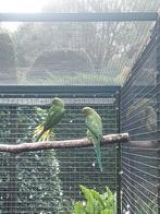Halsbandparkiet, Dieren en Toebehoren, Geslacht onbekend, Parkiet, Geringd