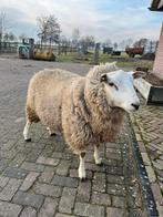 Swifter ram te koop, Dieren en Toebehoren, Mannelijk, Schaap