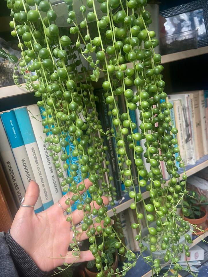 Erwtenplant string of pearls stekjes, Huis en Inrichting, Kamerplanten, Ophalen of Verzenden