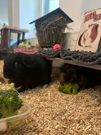 2 cavia’s aangeboden, 1 zeugje en 1 gecastreerd beertje, Maart, Meerdere dieren, Cavia