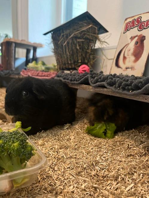 2 cavia’s aangeboden, 1 zeugje en 1 gecastreerd beertje, Dieren en Toebehoren, Knaagdieren, Meerdere dieren, Cavia, Maart