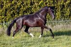 Paard Te Koop, Dieren en Toebehoren, Merrie, Z, Dressuurpaard, 11 jaar of ouder
