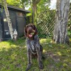 Duitse staande draadhaar 5 jaar., Dieren en Toebehoren, Rabiës (hondsdolheid), Reu, Eén hond, 3 tot 5 jaar