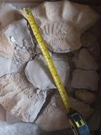 Large fossil, Ophalen of Verzenden, Gebruikt