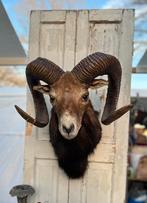 Prachtige stoere Moeflon kop, Antiek en Kunst, Curiosa en Brocante, Ophalen of Verzenden
