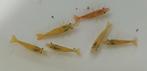 Gele Neocaridina garnalen 10 voor 10 euro, 20 voor 15 euro, Dieren en Toebehoren, Vissen | Aquariumvissen, Kreeft, Krab of Garnaal