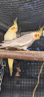 Valkparkieten, Dieren en Toebehoren, Vogels | Parkieten en Papegaaien, Meerdere dieren, Parkiet