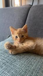 Lieve kittens, Dieren en Toebehoren, Meerdere dieren, Langharig, 0 tot 2 jaar