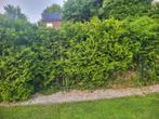 Coniferen + - 5 stuks, Ophalen, Conifeer, 100 tot 250 cm