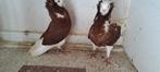 Te koop sierduiven Oudhollands kapucijnen duiven, Dieren en Toebehoren, Meerdere dieren, Overige soorten