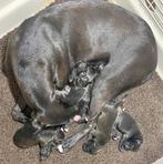 Patterdale terrier pups, Overige rassen, CDV (hondenziekte), 8 tot 15 weken, Meerdere
