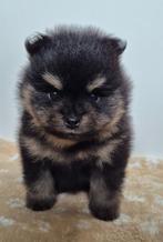 Pomeriaan/pomeranian pups, Dieren en Toebehoren, Keeshond, CDV (hondenziekte), 8 tot 15 weken, Meerdere