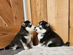 Schitterende lieve pomsky pups blauwe ogen geb. 18maart, Rabiës (hondsdolheid), Meerdere, 8 tot 15 weken, Meerdere dieren