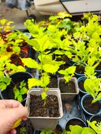 tuin planten, Ophalen, Overige soorten