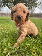 Labradoodle / Australian labradoodle pups, Overige rassen, 8 tot 15 weken, Parvo, Meerdere
