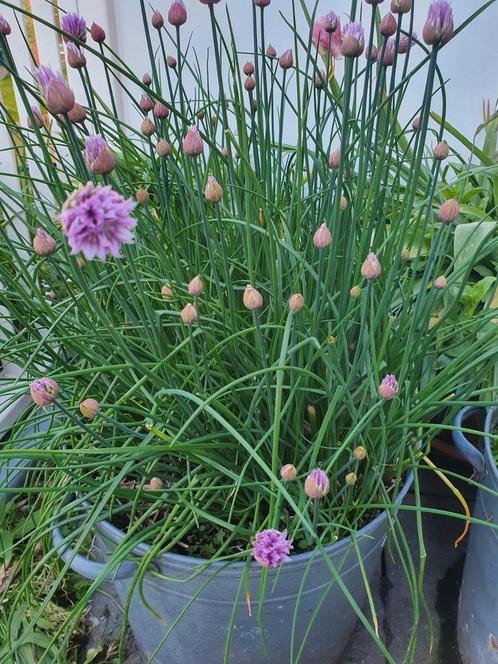 Bieslook stekje, Tuin en Terras, Planten | Tuinplanten, Overige soorten, Volle zon, Zomer, Ophalen