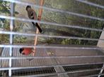 Noorse goudvink, Dieren en Toebehoren, Mannelijk, Wildzangvogel